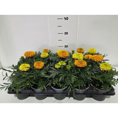 ΚΑΤΙΦΕΣ 10,5 cm 15άρι ΤΕΛΑΡΟ