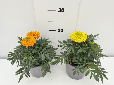 ΚΑΤΙΦΕΣ ΓΛΑΣΤΡΑ 14 cm 1,3 λίτρα