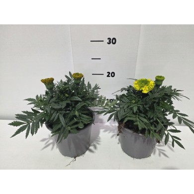 ΚΑΤΙΦΕΣ ΓΛΑΣΤΡΑ 14 cm 1,3 λίτρα