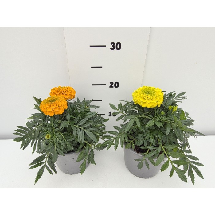 ΚΑΤΙΦΕΣ ΓΛΑΣΤΡΑ 14 cm 1,3 λίτρα