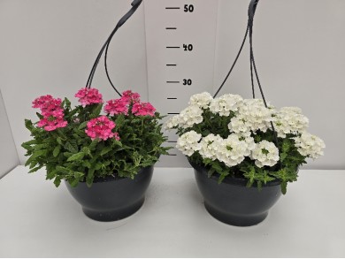 ΤΕΜΑΡΙ ΚΡΕΜΑΣΤΗ ΠΙΑΤΕΛΑ 27 cm 6 λίτρα