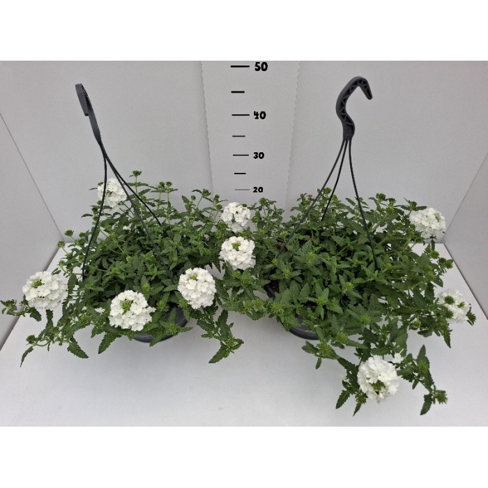 ΤΕΜΑΡΙ ΚΡΕΜΑΣΤΗ ΠΙΑΤΕΛΑ 27 cm 6 λίτρα