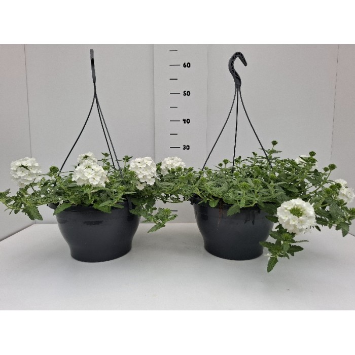 ΤΕΜΑΡΙ ΚΡΕΜΑΣΤΗ ΠΙΑΤΕΛΑ 27 cm 6 λίτρα
