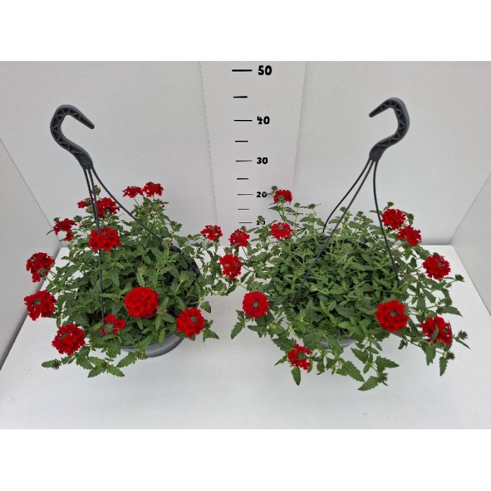ΤΕΜΑΡΙ ΚΡΕΜΑΣΤΗ ΠΙΑΤΕΛΑ 27 cm 6 λίτρα