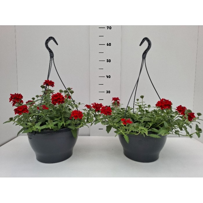 ΤΕΜΑΡΙ ΚΡΕΜΑΣΤΗ ΠΙΑΤΕΛΑ 27 cm 6 λίτρα