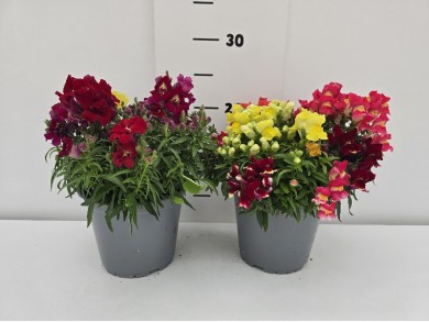 ΣΚΥΛΑΚΙΑ ΓΛΑΣΤΡΑ 14 cm 1,3 λίτρα