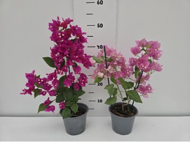ΜΠΟΥΚΑΜΒΙΛΙΕΣ ΓΛΑΣΤΡΑ 14 cm 1,3 λίτρα