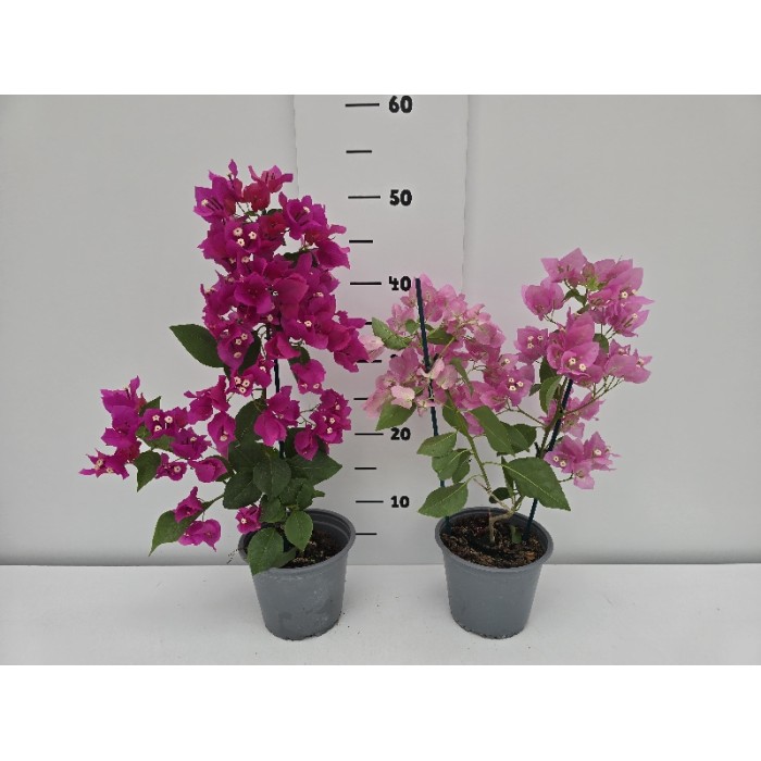 ΜΠΟΥΚΑΜΒΙΛΙΕΣ ΓΛΑΣΤΡΑ 14 cm 1,3 λίτρα