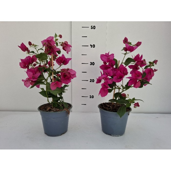ΜΠΟΥΚΑΜΒΙΛΙΕΣ ΓΛΑΣΤΡΑ 14 cm 1,3 λίτρα