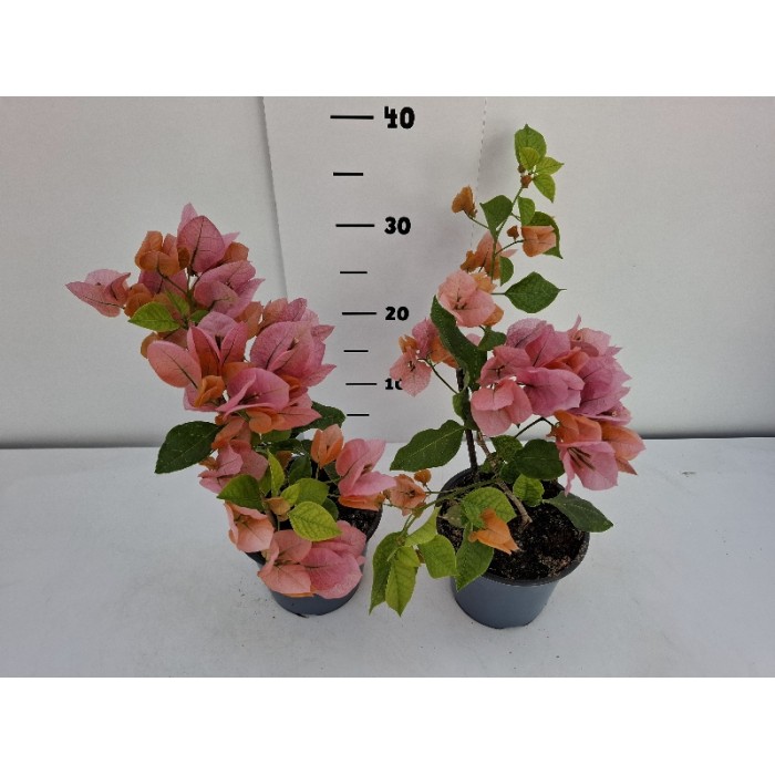 ΜΠΟΥΚΑΜΒΙΛΙΕΣ ΓΛΑΣΤΡΑ 14 cm 1,3 λίτρα