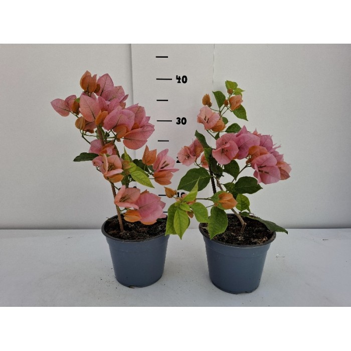 ΜΠΟΥΚΑΜΒΙΛΙΕΣ ΓΛΑΣΤΡΑ 14 cm 1,3 λίτρα