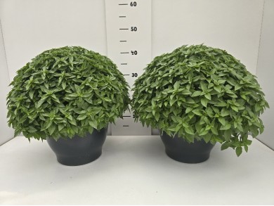ΒΑΣΙΛΙΚΟΣ ΠΙΑΤΕΛΑ 27 cm 6 λίτρα