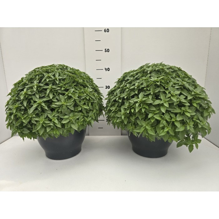 ΒΑΣΙΛΙΚΟΣ ΠΙΑΤΕΛΑ 27 cm 6 λίτρα