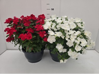 ΒΙΝΚΑ ΠΙΑΤΕΛΑ 23 cm 3,7 λίτρα