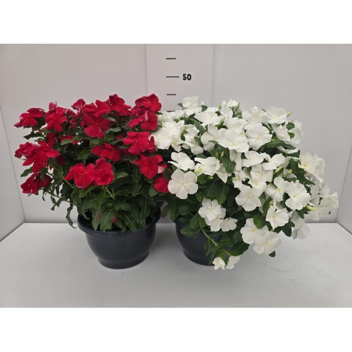 ΒΙΝΚΑ ΠΙΑΤΕΛΑ 23 cm 3,7 λίτρα
