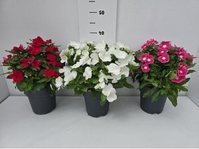 ΒΙΝΚΑ ΓΛΑΣΤΡΑ 17 cm 2 λίτρα