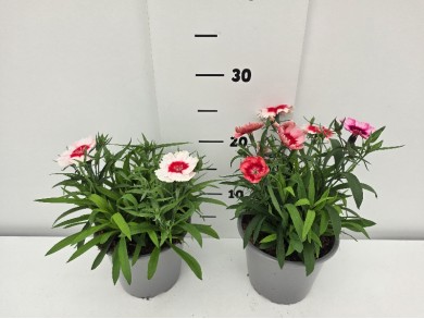 ΓΑΡΥΦΑΛΛΑ ΚΙΝΕΖΙΚΑ ΓΛΑΣΤΡΑ 14 cm 1,3 λίτρα
