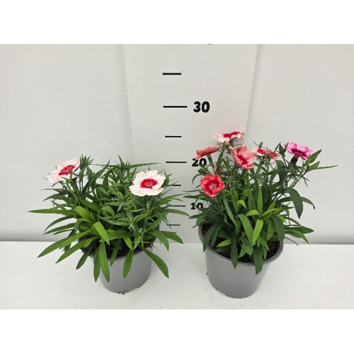 ΓΑΡΥΦΑΛΛΑ ΚΙΝΕΖΙΚΑ ΓΛΑΣΤΡΑ 14 cm 1,3 λίτρα