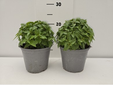 ΒΑΣΙΛΙΚΟΣ ΓΛΑΣΤΡΑ 14 cm 1,3 λίτρα