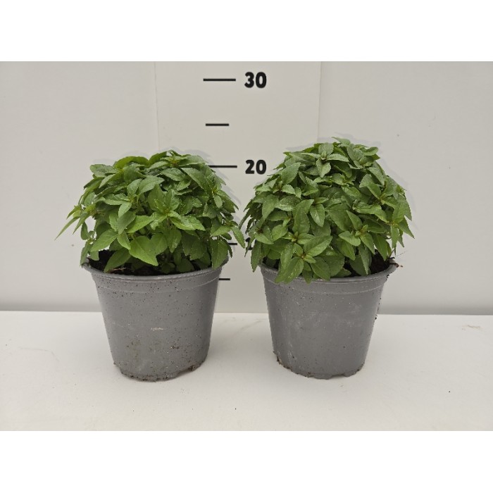 ΒΑΣΙΛΙΚΟΣ ΓΛΑΣΤΡΑ 14 cm 1,3 λίτρα