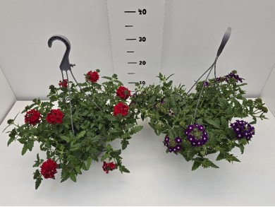 ΤΕΜΑΡΙ ΚΡΕΜΑΣΤΗ ΓΛΑΣΤΡΑ 19 cm 2,4 λίτρα