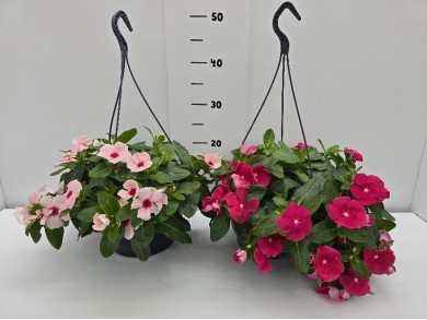 ΒΙΝΚΑ ΚΡΕΜΑΣΤΗ ΠΙΑΤΕΛΑ 23 cm 3,7 λίτρα (ΧΡΩΜΑΤΙΣΤΗ)