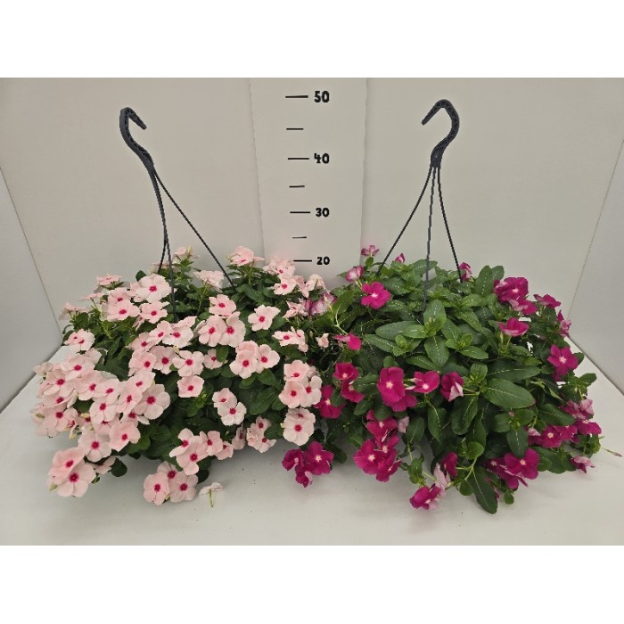 ΒΙΝΚΑ ΚΡΕΜΑΣΤΗ ΠΙΑΤΕΛΑ 23 cm 3,7 λίτρα (ΧΡΩΜΑΤΙΣΤΗ)