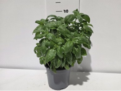 ΒΑΣΙΛΙΚΟΣ PESTO ΓΛΑΣΤΡΑ 17 cm 2 λίτρα