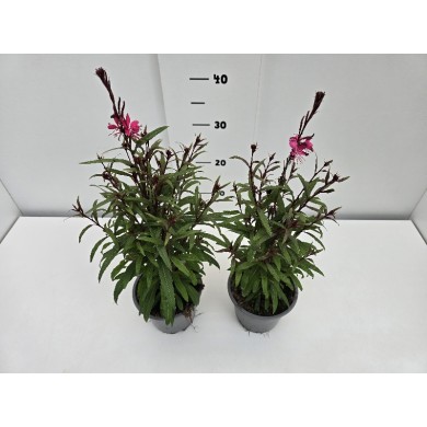 ΓΚΑΟΥΡΑ ΓΛΑΣΤΡΑ 14 cm 1,3 λίτρα
