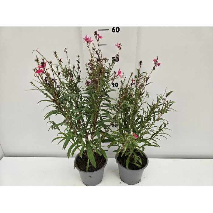 ΓΚΑΟΥΡΑ ΓΛΑΣΤΡΑ 14 cm 1,3 λίτρα