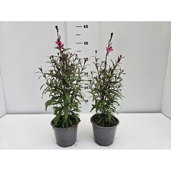 ΓΚΑΟΥΡΑ ΓΛΑΣΤΡΑ 14 cm 1,3 λίτρα
