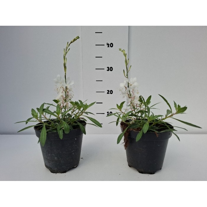 ΓΚΑΟΥΡΑ ΓΛΑΣΤΡΑ 14 cm 1,3 λίτρα