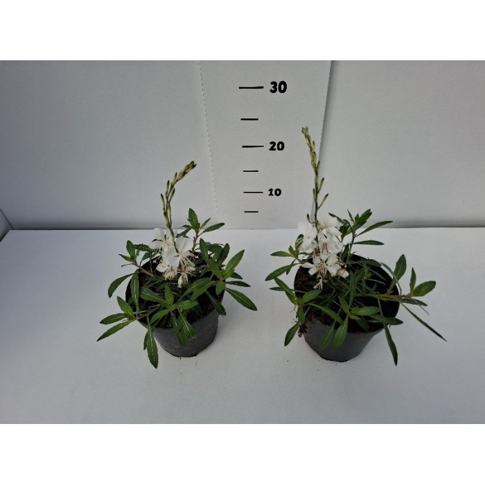 ΓΚΑΟΥΡΑ ΓΛΑΣΤΡΑ 14 cm 1,3 λίτρα