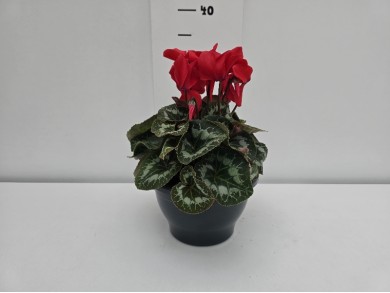 ΚΥΚΛΑΜΙΝΟ ΠΙΑΤΕΛΑ 19 cm