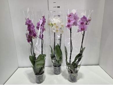 PHALENOPSIS ΓΛΑΣΤΡΑ 12 cm