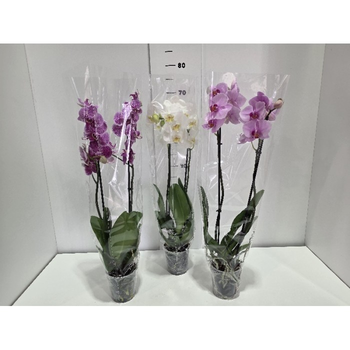 PHALENOPSIS ΓΛΑΣΤΡΑ 12 cm
