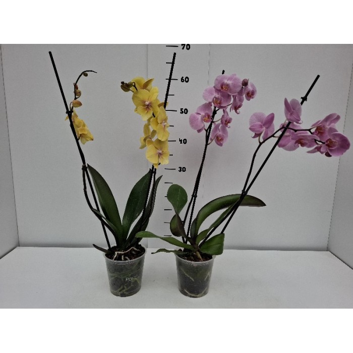 PHALENOPSIS ΓΛΑΣΤΡΑ 12 cm
