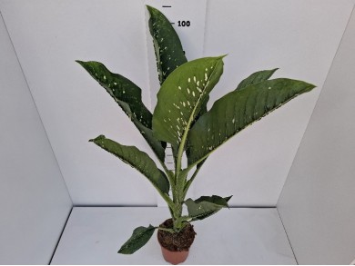 DIEFFENBACHIA CROCCODILE ΓΛΑΣΤΡΑ 17 cm
