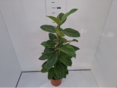 FICUS ALTISSIMA ΓΛΑΣΤΡΑ 21 cm
