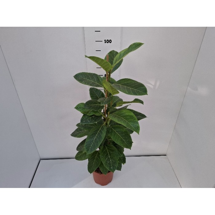 FICUS ALTISSIMA ΓΛΑΣΤΡΑ 21 cm