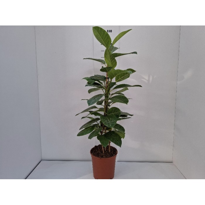 FICUS ALTISSIMA ΓΛΑΣΤΡΑ 21 cm