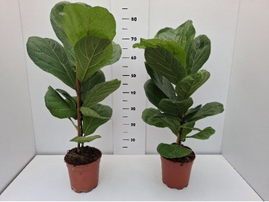FICUS LYRATA ΓΛΑΣΤΡΑ 17 cm