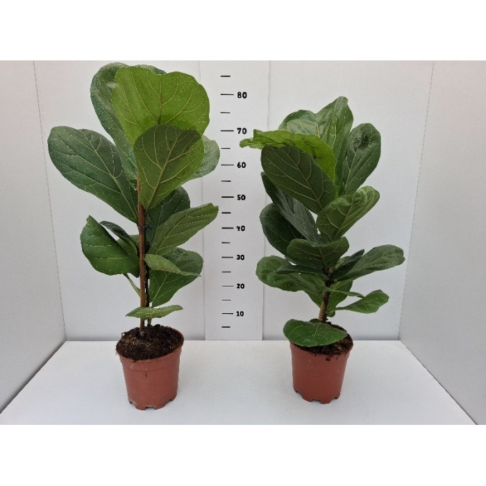 FICUS LYRATA ΓΛΑΣΤΡΑ 17 cm