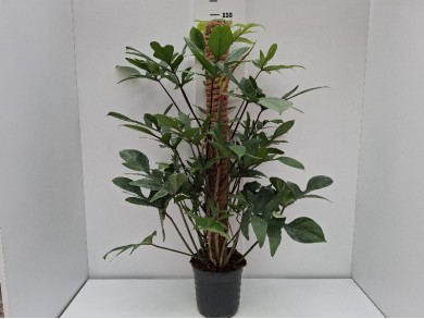 PHIL. LACINIATUM (Ύψος: 1m) ΓΛΑΣΤΡΑ 20 cm