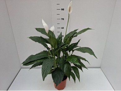 SPATHIPHYLLUM F. CUPIDO ΓΛΑΣΤΡΑ 17 cm