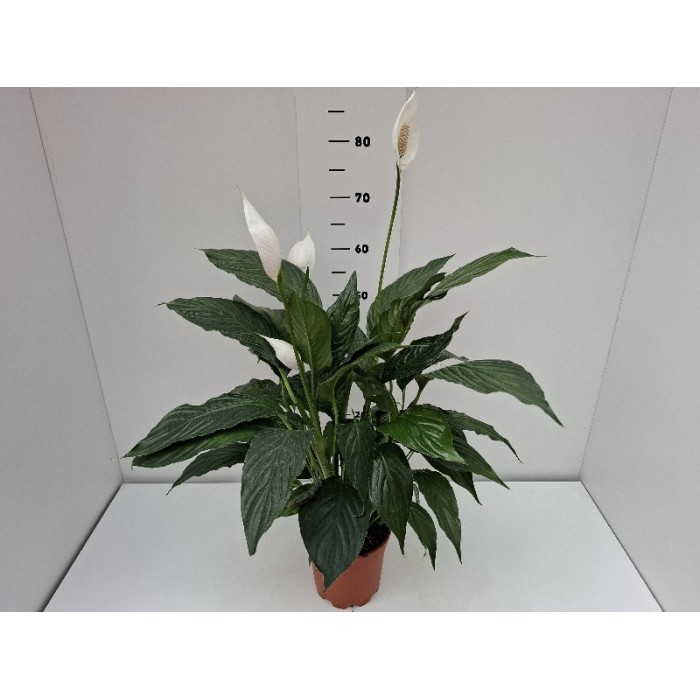 SPATHIPHYLLUM F. CUPIDO ΓΛΑΣΤΡΑ 17 cm