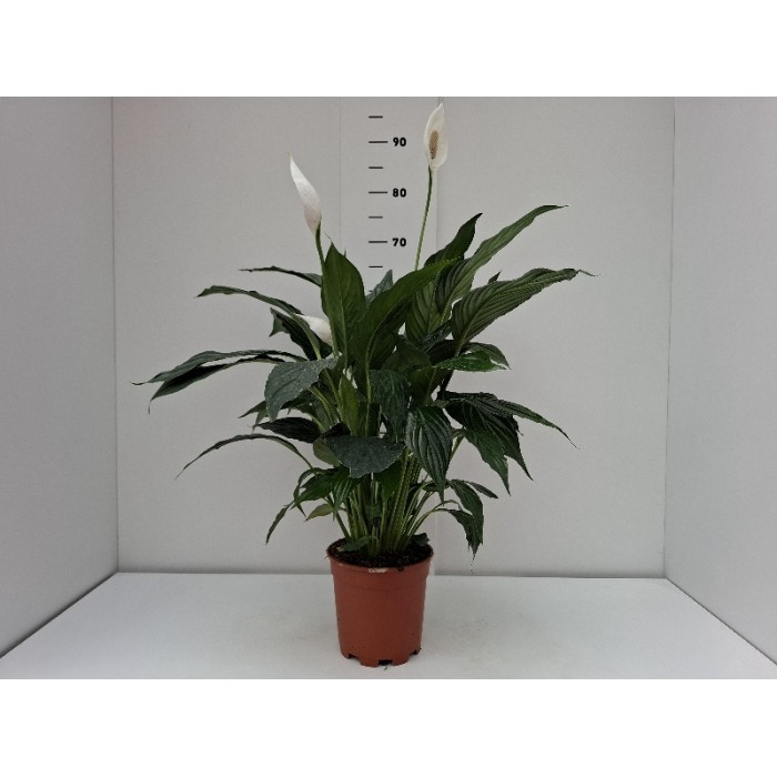 SPATHIPHYLLUM F. CUPIDO ΓΛΑΣΤΡΑ 17 cm