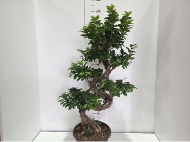 FICUS GINSENG ΓΛΑΣΤΡΑ 30 cm (ΥΨΟΣ: 1,20 m)