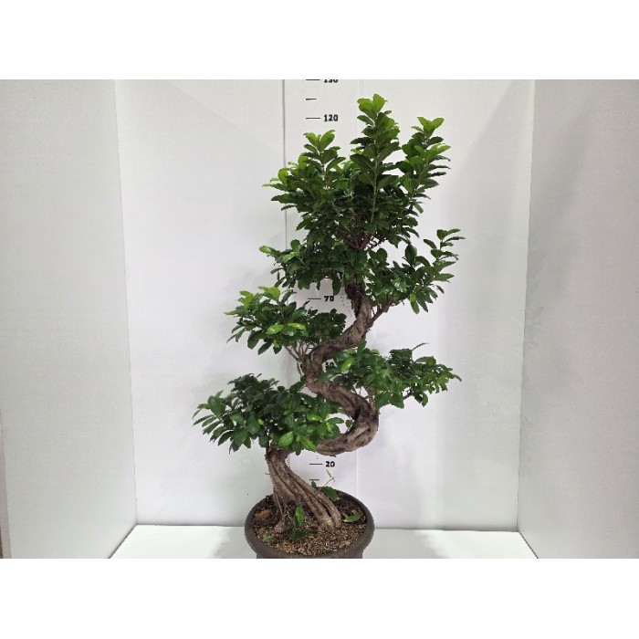 FICUS GINSENG ΓΛΑΣΤΡΑ 30 cm (ΥΨΟΣ: 1,20 m)