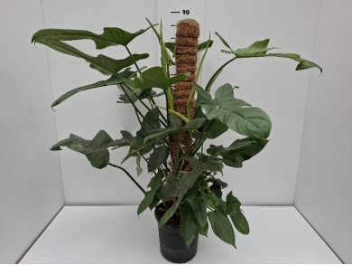 PHIL. EMERALD QUEEN (Ύψος: 0,80cm) ΓΛΑΣΤΡΑ 18 cm